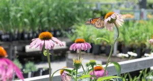 How to Create a Pollinator-Friendly Garden?