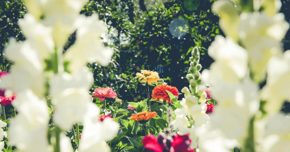 Factors to Consider When Choosing Plants