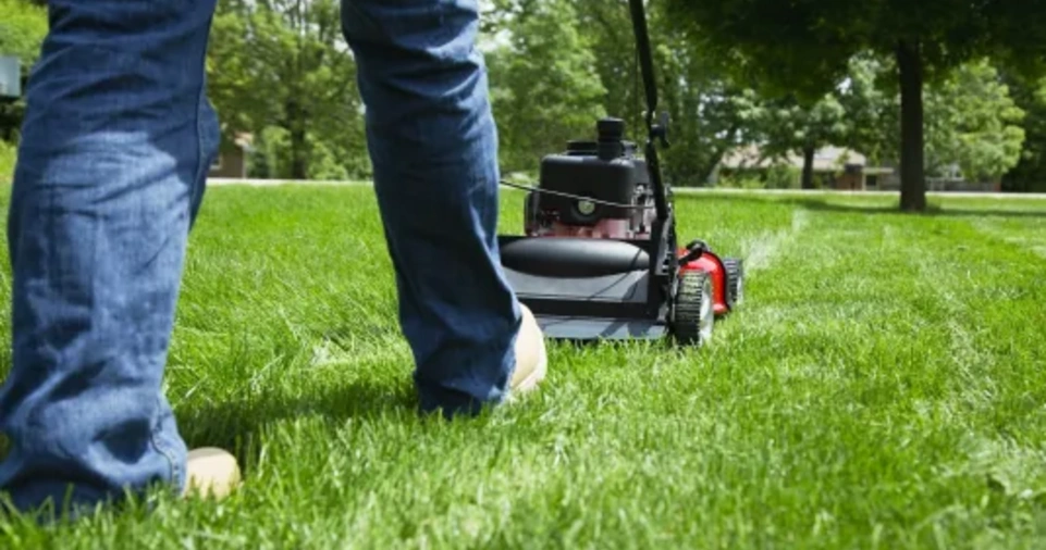 Year-Round Lawn Maintenance Tips